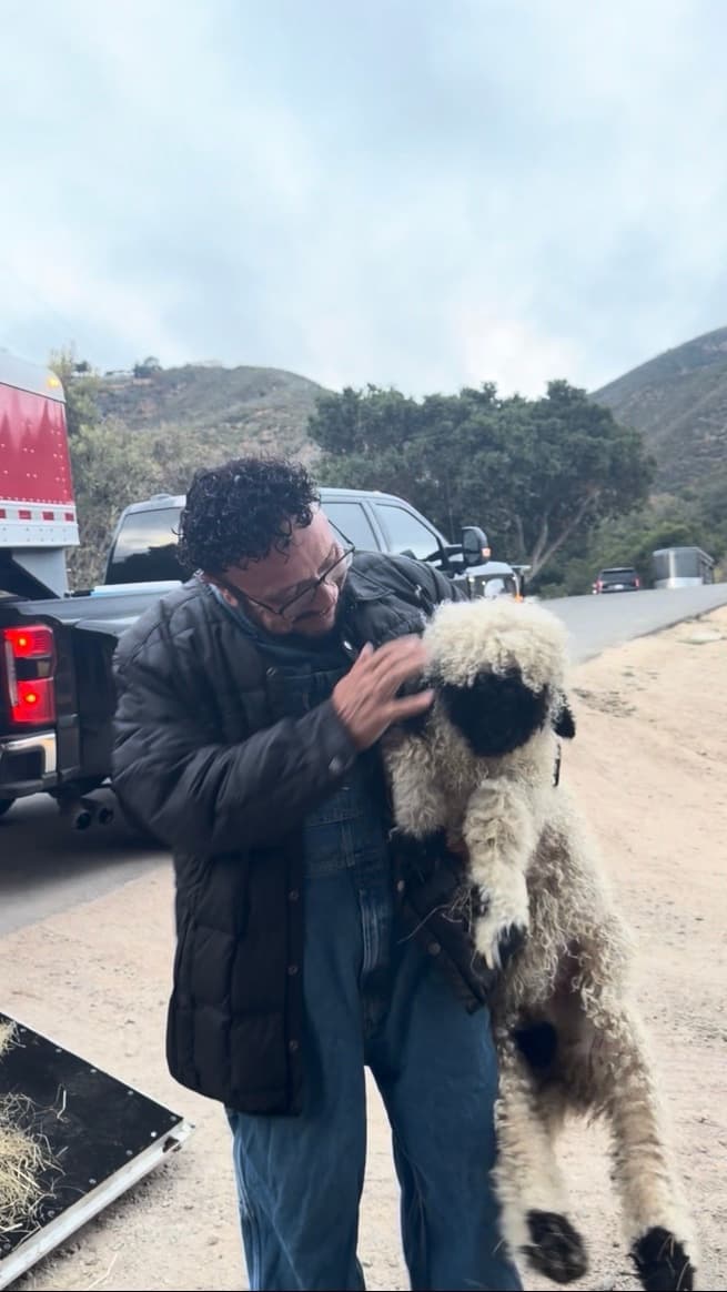 John carrying a Valais Blacknose sheep on arrival day in Monterey County