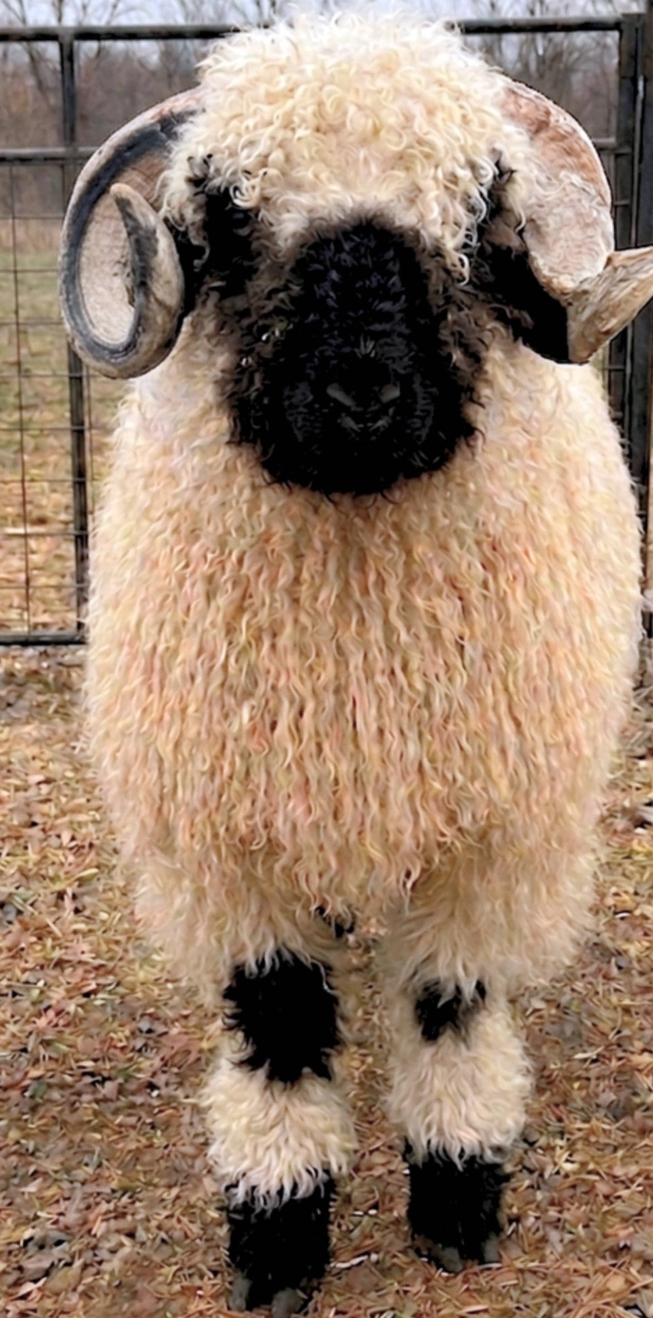 MegaMan — Valais Blacknose ram portrait