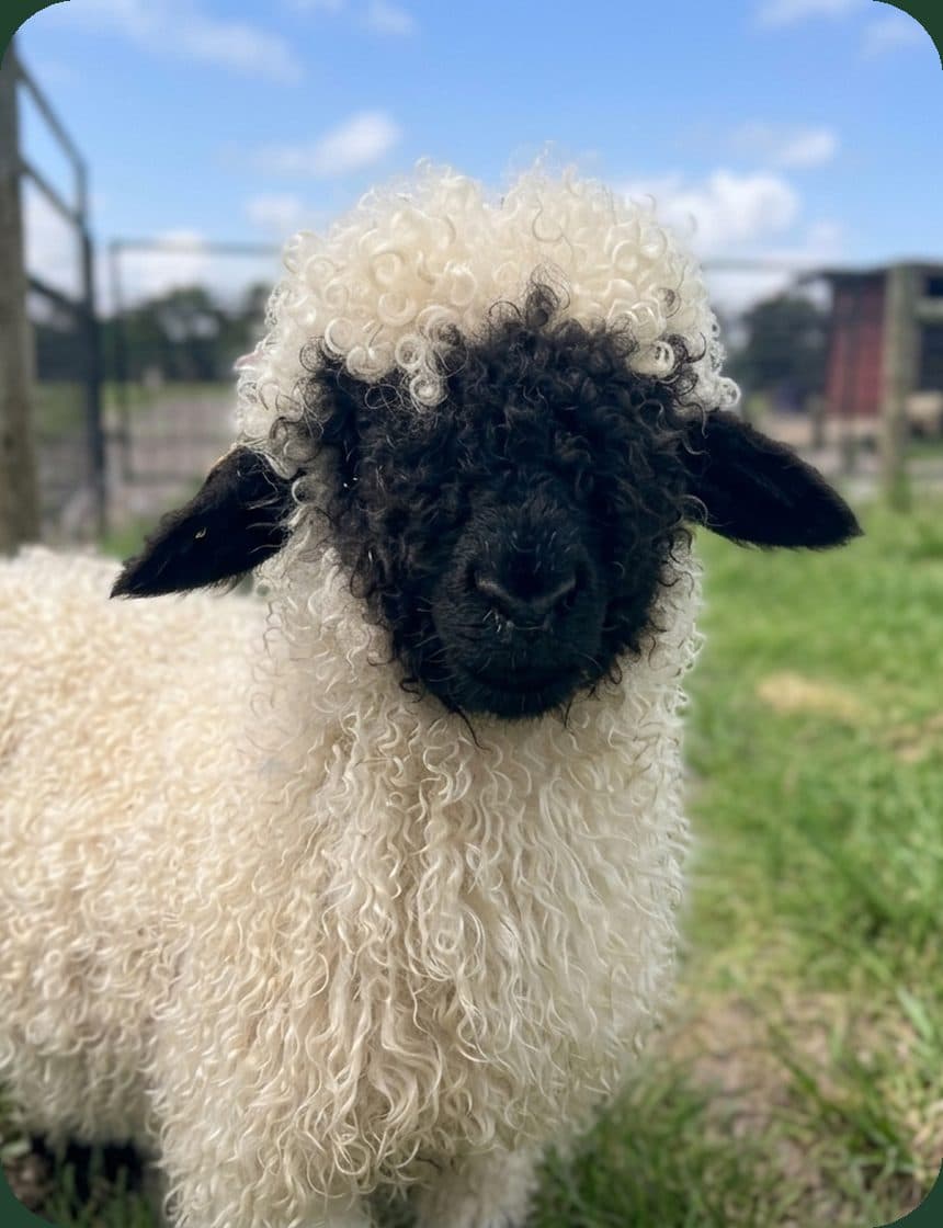 NaTe, Valais Blacknose companion wether for sale in California