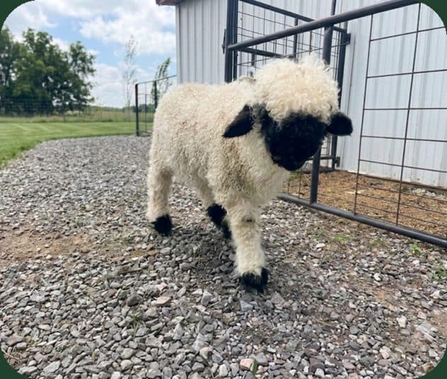 NaTe Valais Blacknose wether photo 2