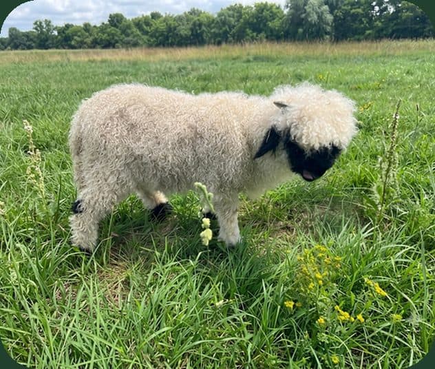NaTe Valais Blacknose wether photo 3