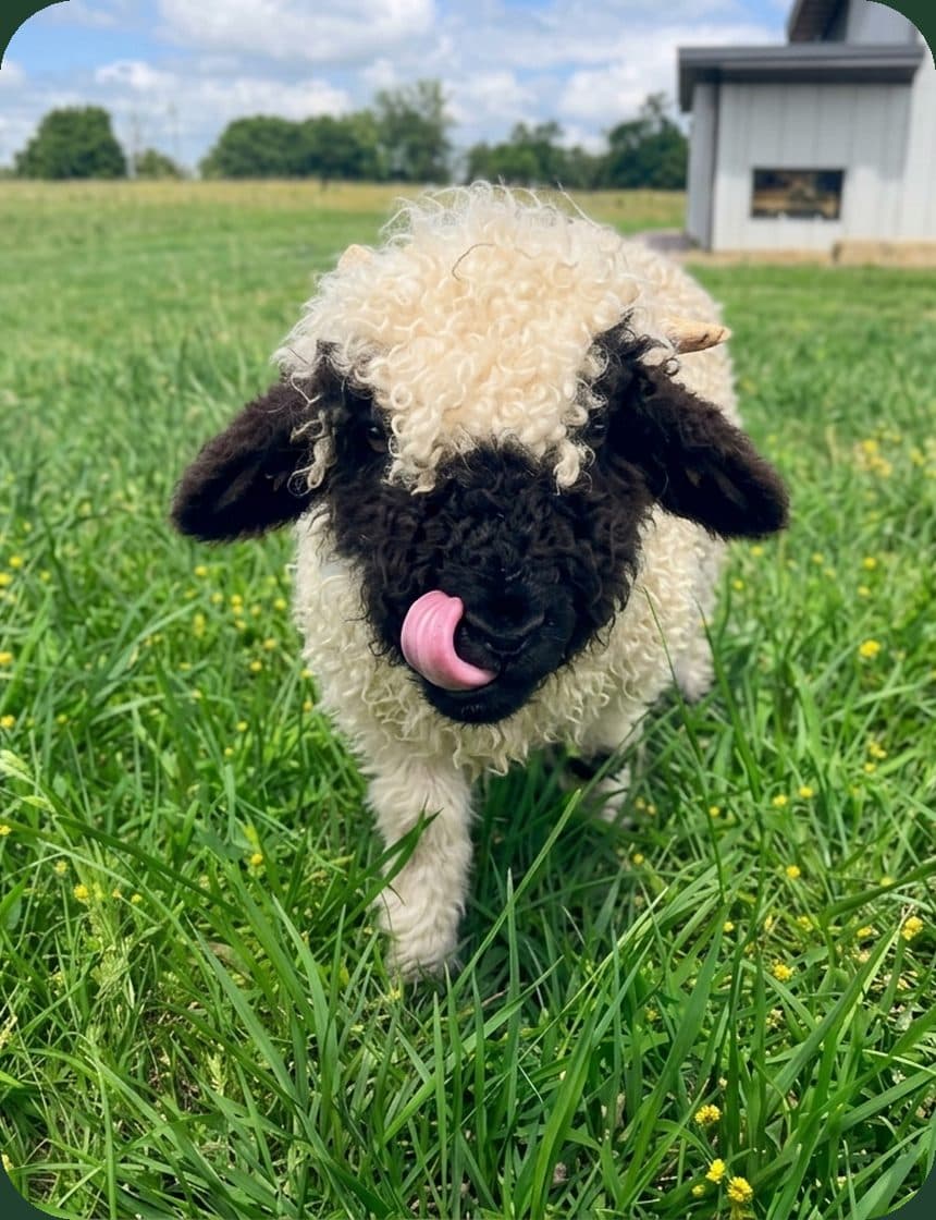 Noodle, Valais Blacknose companion wether for sale in California