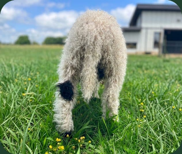 Noodle Valais Blacknose wether photo 2