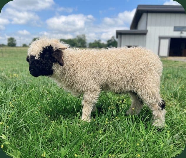 Noodle Valais Blacknose wether photo 3