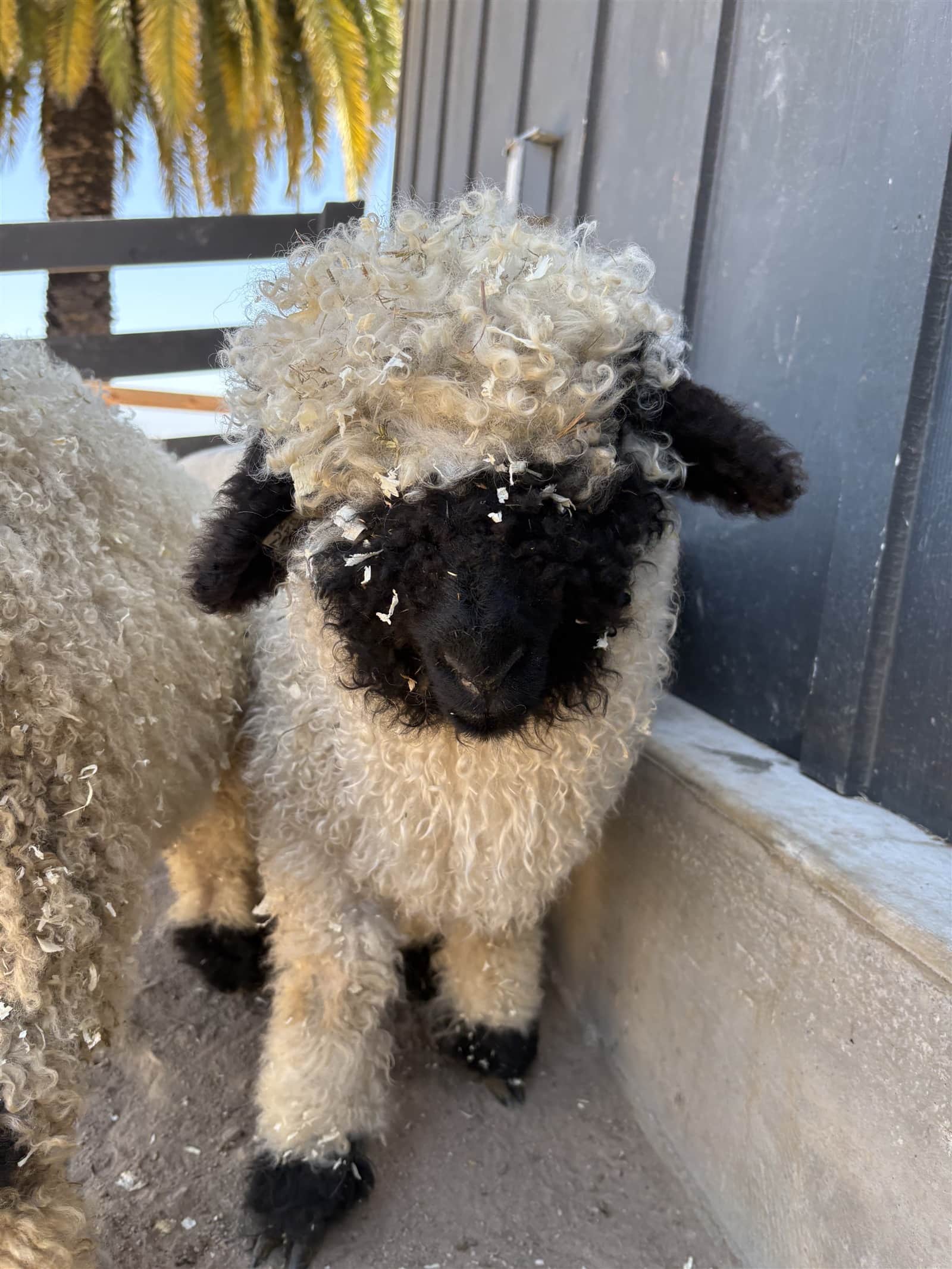 Valais Blacknose sheep at Monterey Valais in Salinas, California