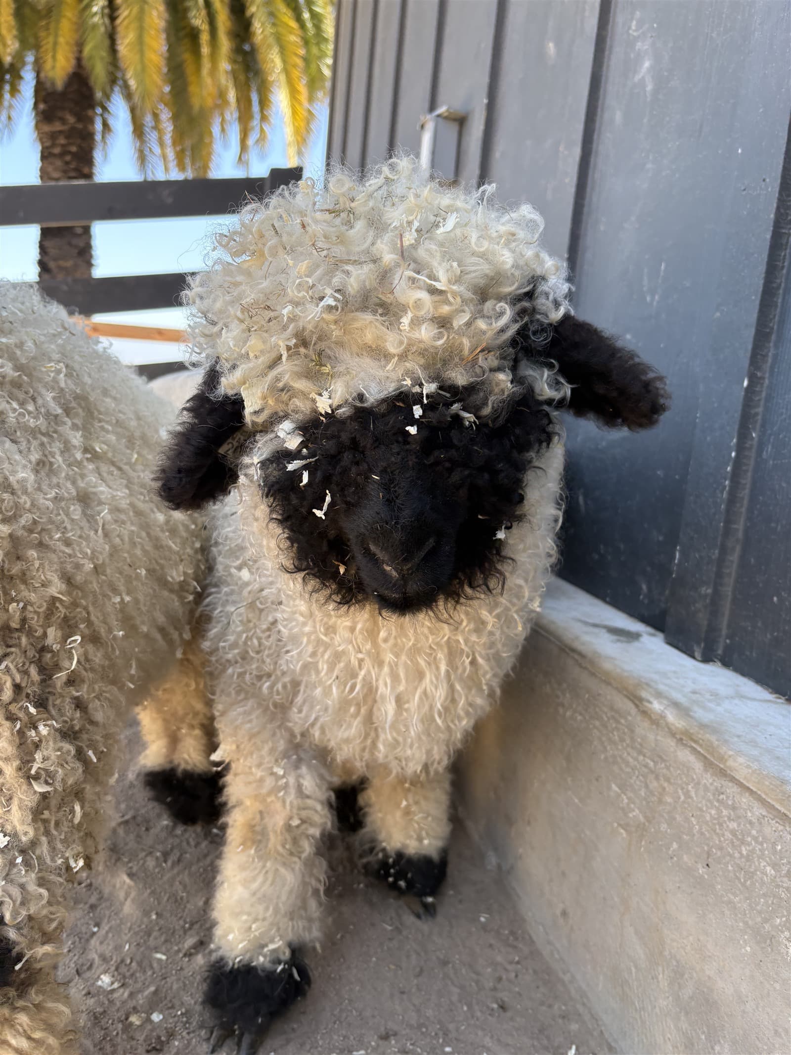 Valais Blacknose sheep raised in Salinas, California