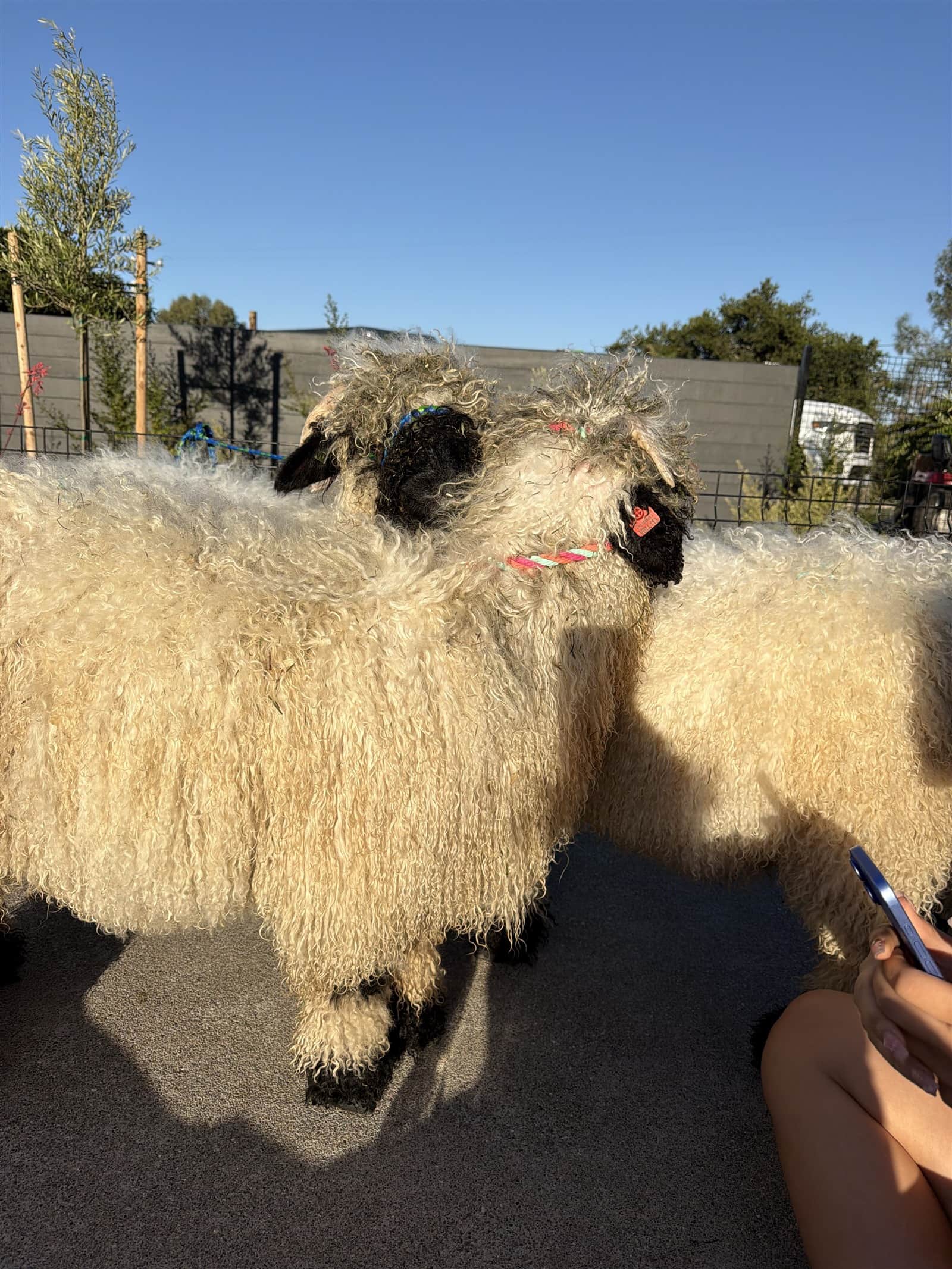 Valais Blacknose sheep raised in Salinas, California