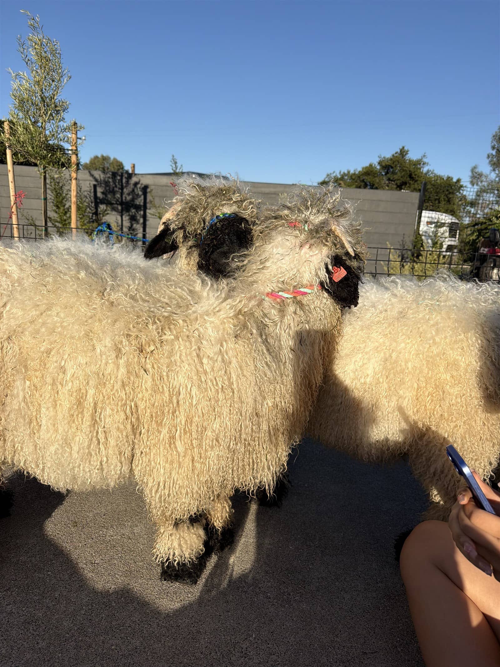 Valais Blacknose pair at Monterey Valais