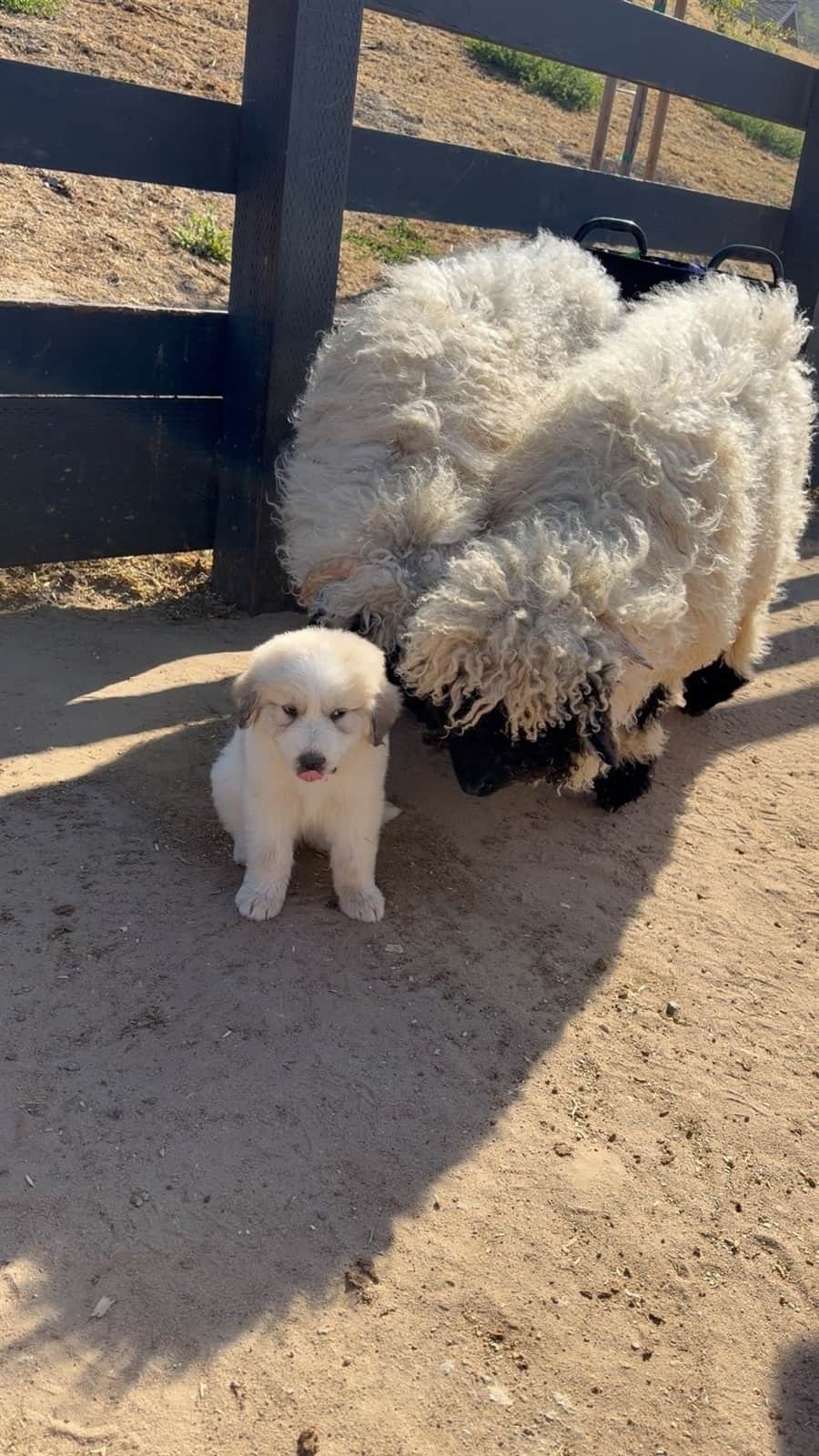 Valais Blacknose with Great Pyrenees puppy